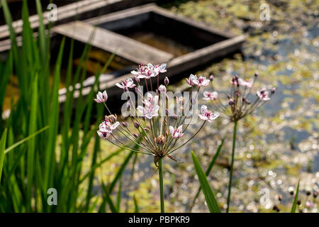 Inflorescence of Butmous umbellatus  - flowering rush Stock Photo
