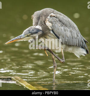 London,UK. 29 July, 2018 A heron on the Lake at Peckham Rye Park. David Rowe/Alamy Live News. Stock Photo