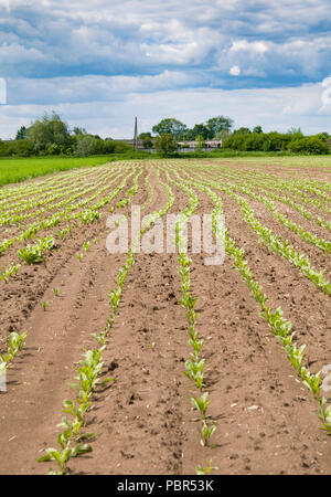 Closeup of young sugar beet plants in converging long lines Stock Photo