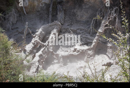 Closeup of the steaming mud pool with tree roots at Orakei Korako geothermal area in Rotorua, New Zealand Stock Photo