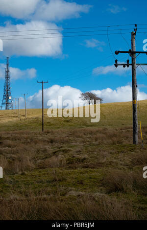 Wild telephone poles Stock Photo