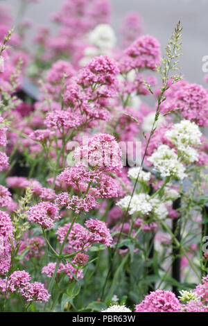 Centranthus ruber flowers. Stock Photo