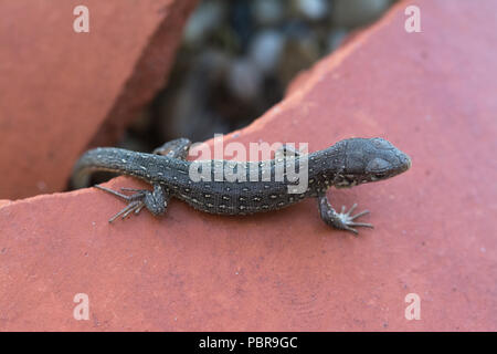 Sand lizard (Lacerta agilis) hatchling basking on a tile in Surrey, UK Stock Photo