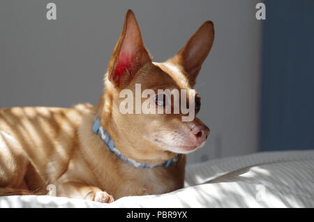 Our little rescue Chiweenie, " Tebo." Chiweenies are a Chihuahua Dachsund "designer dog" mix. Great dogs and rather popular now days. Stock Photo