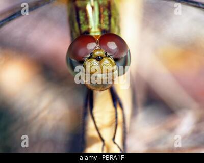 A female Blue Dasher dragonfly stares me down in a closely shot photo with a Raynox DCR-250 Clip on lens. Focus distance approximately four inches. Stock Photo
