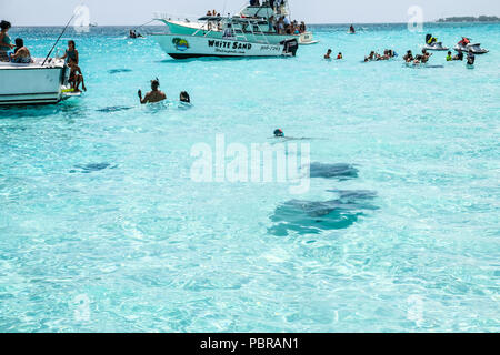 Tourists at Stingray City off Grand Cayman Island Stock Photo