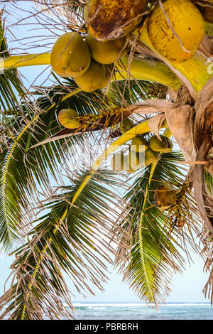 Green and yellow coconuts on a coconut tree Stock Photo