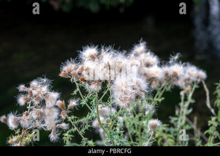 Thistledown against dark background Stock Photo