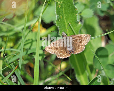 Dingy Skipper butterfly (Erynnis tages) resting on foliage at Waitby Greenriggs Nature reserve in Cumbria, England, UK Stock Photo