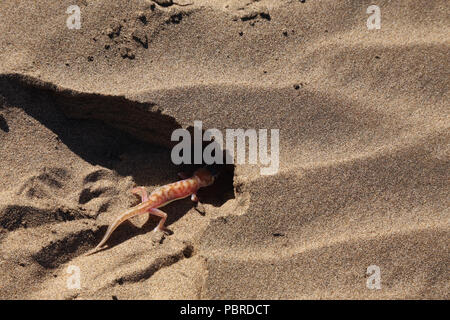 Namib sand gecko (Pachydactylus rangei) burying itself in the sand, Namib Desert, Namibia. Stock Photo