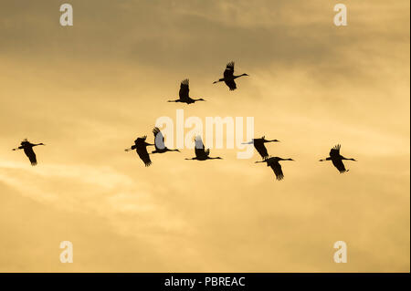 Sandhill cranes in flight, (Antigone canadensis, formerly Grus canadensis), North America, by Dominique Braud/Dembinsky Photo Assoc Stock Photo