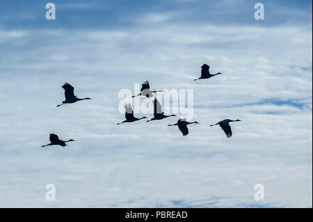 Sandhill cranes in flight, (Antigone canadensis, formerly Grus canadensis), North America, by Dominique Braud/Dembinsky Photo Assoc Stock Photo