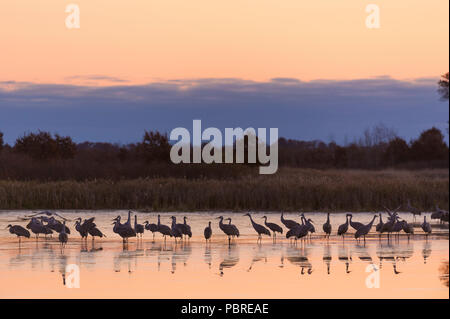 Sandhill cranes roosting, sunrise (Antigone canadensis, formerly Grus canadensis), Crex Meadows Wildlife Management Area, WI, USA, by Dominique Braud/ Stock Photo