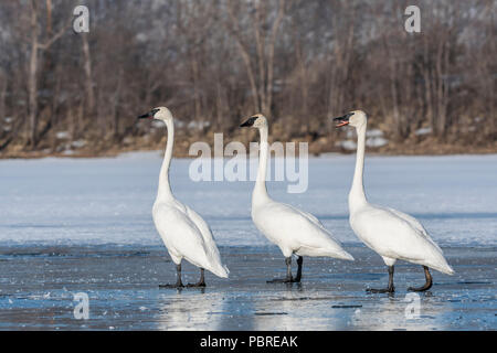Trumpeter swans   (Cygnus buccinator), St. Croix river, Winter, WI, MN, USA, by Dominique Braud/Dembinsky Photo Assoc Stock Photo