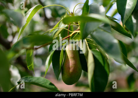 Tasty young pear hanging on tree, summer fruits garden, healthy organic pear. Stock Photo