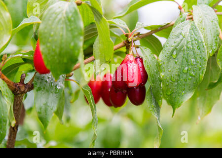 ripe red cornelian cherries called also cornel or dogwood on the branch. Cornus fruit . Dogwood berries are hanging on a branch of dogwood tree. Corne Stock Photo