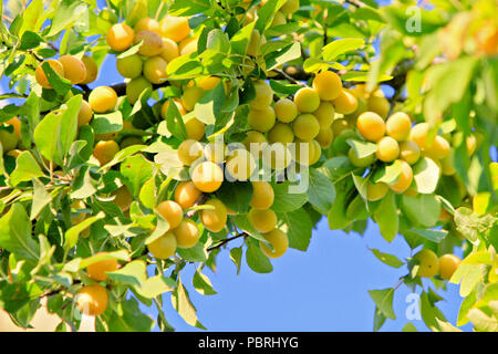 Yellow plums on a branch Stock Photo