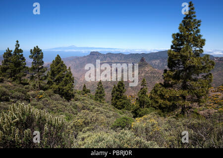 View from the trail around the Roque Nublo on blooming vegetation, Canary Island pines (Pinus canariensis), behind Tenerife Stock Photo