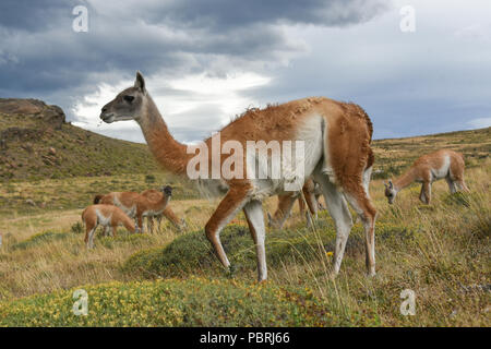Guanacos (Lama guanicoe) after rain, Torres del Paine National Park, Patagonia, Chile, South America Stock Photo