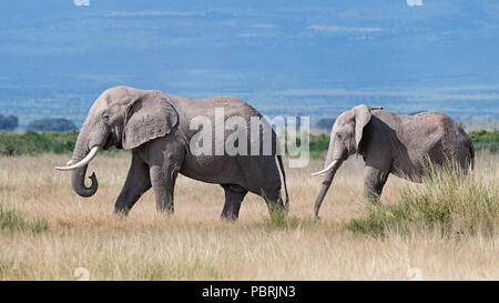 African elephants (Loxodonta africana), Amboseli National Park, Kenya, East Africa, Africa Stock Photo