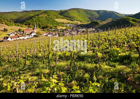 View over the vineyards to the place Mayschoss, Ahrtal, Eifel, Rhineland-Palatinate, Germany Stock Photo