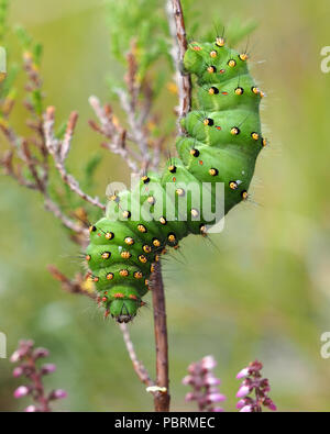 Emperor Moth caterpillar (Saturnia pavonia) crawling down heather plant.Tipperary, Ireland Stock Photo