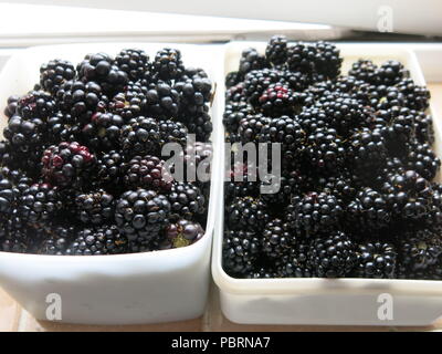 The blackberries in local hedgerows are really early this summer and twice the size of last year's; picked two tubs full on the 29th July. Stock Photo