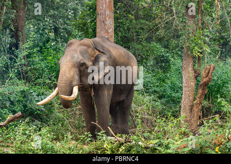 Ayarabeedu forest, Karnataka, India - November 1, 2013: Dark skinned elephant stands in green forest environment. Brown tree trunks. Stock Photo