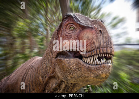 Aggressive Tyrannosaurus Rex life size model taken in Sydney, NSW, Australia on 19 December 2014 Stock Photo