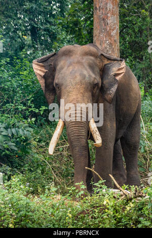 Ayarabeedu forest, Karnataka, India - November 1, 2013: Dark skinned elephant stands in green forest environment. Brown tree trunks. Stock Photo