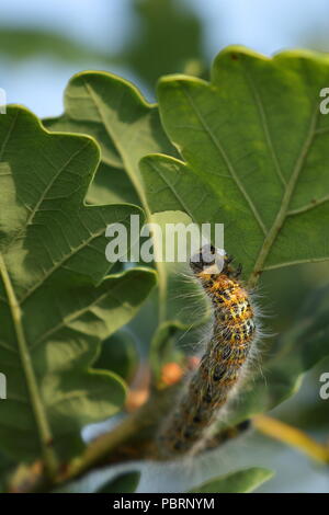 Buff tip moth caterpillar, Phalera bucephala, feeding on an oak tree leaf in Cornwall; UK Stock Photo