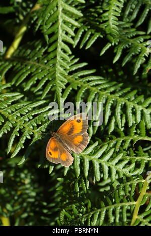 Female Gatekeeper, Pyronia tithonus, or Hedge Brown butterfly basking on a fern in Cornwall;UK Stock Photo