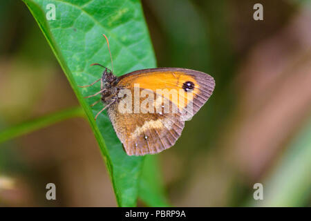 Gatekeeper butterfly also known as Hedge brown or Pyronia tithonus resting on a leaf with its wings closed in Chippenham Stock Photo