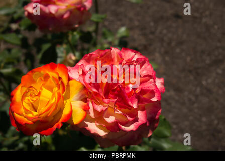 Roses with yellow red orange flowers and blurred green leaves on a roadside Stock Photo