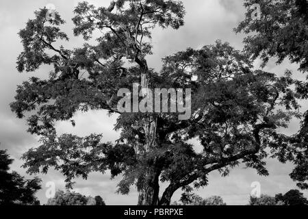 Black and White Tree with Sky in Background Stock Photo