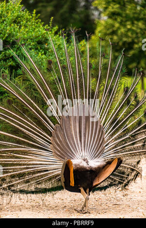 Peacock from behind with its plumage as he fans his tail in a park in Paris, France Stock Photo