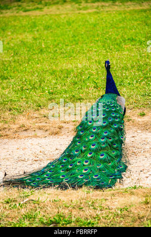 Peacock in a park in Paris, France Stock Photo