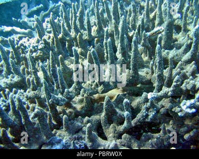 Acropora abrotanoides Samoa 4. Stock Photo