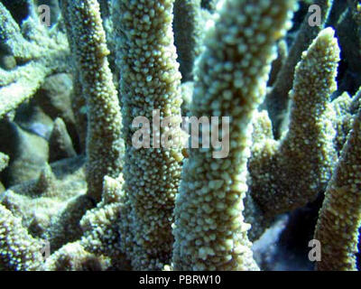 Acropora abrotanoides Samoa Americana. Stock Photo