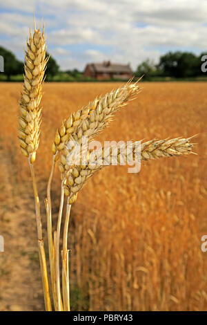 Barley ears (Hordeum vulgare) in a summer field ready for harvest, Grappenhall, Warrington, North West England, UK Stock Photo
