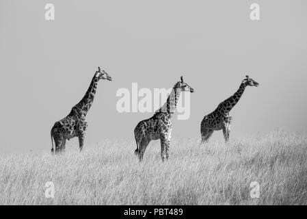 Giraffes in Grassland Stock Photo