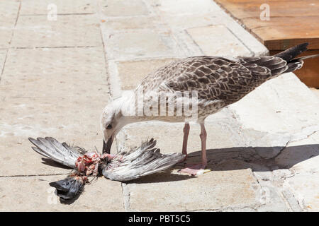 Juvenile European Herring Gull, Larus argentatus, feeding on a pigeon  near a canal in Venice, Italy. Cannabalism, predation, prey, hunter, bird, summ Stock Photo