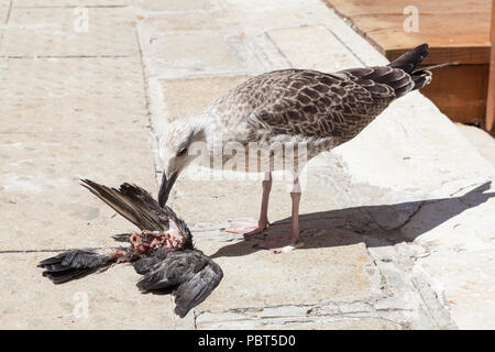 Juvenile European Herring Gull, Larus argentatus, feeding on a pigeon  near a canal in Venice, Italy. Cannabalism, predation, prey, hunter, bird, summ Stock Photo