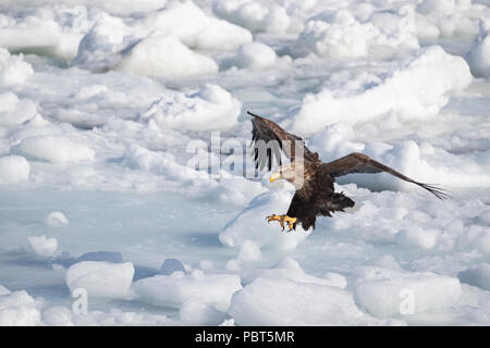 Asia, Japan, Hokkaido, Rausu, Shiretoko Peninsula. White-tailed eagle aka Eurasian sea eagle, White-tailed sea eagle (Haliaeetus albicilla) Stock Photo