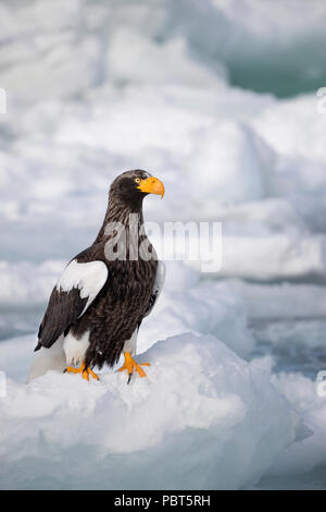 Asia, Japan, Hokkaido, Rausu, Shiretoko Peninsula. Steller's sea eagles wild Haliaeetus pelagicus. Stock Photo