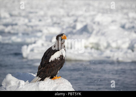 Asia, Japan, Hokkaido, Rausu, Shiretoko Peninsula. Steller's sea eagles wild Haliaeetus pelagicus. Stock Photo