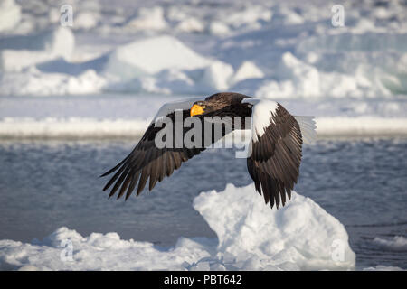 Asia, Japan, Hokkaido, Rausu, Shiretoko Peninsula. Steller's sea eagle in flight over frozen habitat, wild Haliaeetus pelagicus. Stock Photo