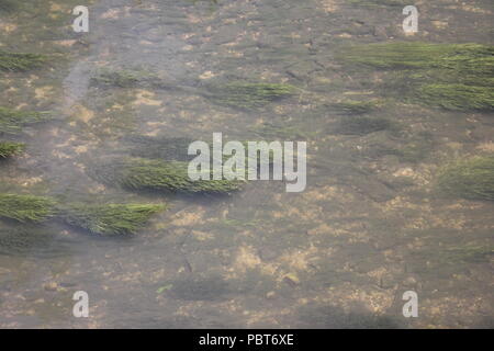 Slow moving current in the local river with water grasses. Stock Photo