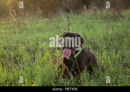 Natural Cane Corso Puppy lies on grass with funny smile. 10 monthers old. Purebreeded. Stock Photo