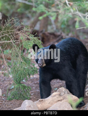 A wild American black bear, Ursus americanus, walking through the forest in the Adirondack Mountains, NY USA Stock Photo